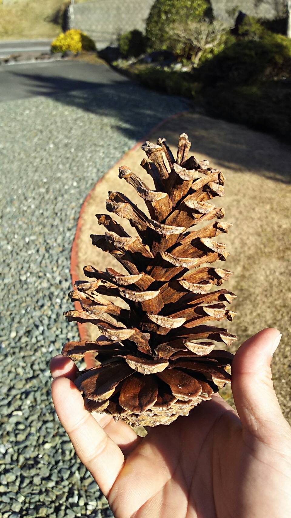 松ぼっくりの想い Amazon.co.jp: びっくり まつぼっくり (幼児絵本ふしぎなたねシリーズ