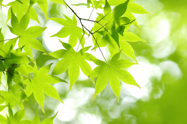 青もみじ