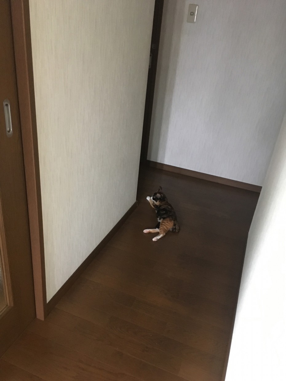 無垢の床材にしたい理由